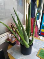 Aloe Vera, Ophalen, Overige soorten, Halfschaduw, In pot
