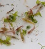 Neocaridina garnalen, Dieren en Toebehoren, Vissen | Aquariumvissen, Kreeft, Krab of Garnaal