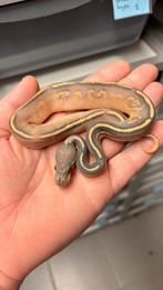 Confusion Orange Dream Mojave Hypo ball python, Dieren en Toebehoren, Reptielen en Amfibieën, Slang, 0 tot 2 jaar