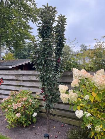 Appelboom - 250-300cm beschikbaar voor biedingen
