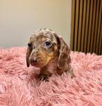 Teckel pups, dackel Zwergdackel dwerg dackel pups, Dieren en Toebehoren, Honden | Teckels en Dashonden, Fokker | Hobbymatig, 8 tot 15 weken