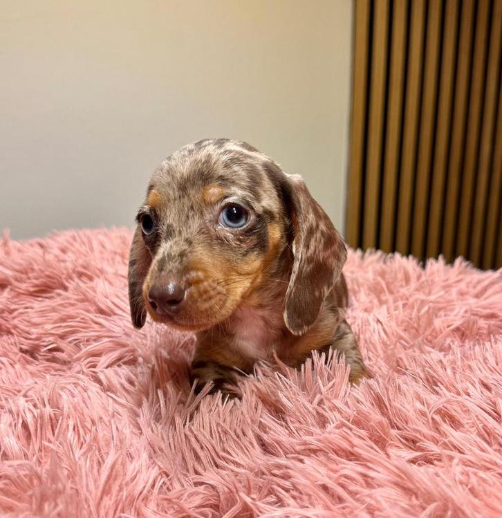 Teckel pups, dackel Zwergdackel dwerg dackel pups, Dieren en Toebehoren, Honden | Teckels en Dashonden, Meerdere dieren, Korthaar