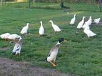 Witte loopeend mannen, Dieren en Toebehoren, Pluimvee, Mannelijk, Eend