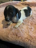 Leuke nestje teckel/chihuahua pups, Dieren en Toebehoren, Kaninchen, Rabiës (hondsdolheid), 8 tot 15 weken, Korthaar