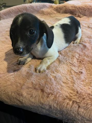 Leuke nestje teckel/chihuahua pups beschikbaar voor biedingen