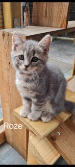 Britse kort/langhaar kittens, Dieren en Toebehoren, Katten en Kittens | Raskatten | Korthaar, Ingeënt