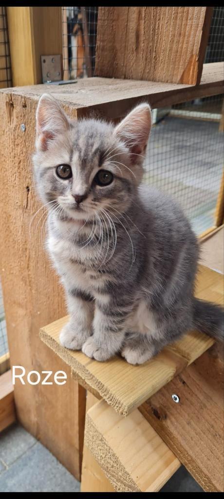 Britse kort/langhaar kittens, Dieren en Toebehoren, Katten en Kittens | Raskatten | Korthaar, Ingeënt