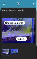 Cactus Caulerpa (portie), Dieren en Toebehoren, Overige typen, Zoutwatervis