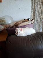 Heilige birmaan kitten kater, Dieren en Toebehoren, Katten en Kittens | Raskatten | Langhaar, Kater, Ontwormd, 0 tot 2 jaar