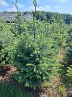 Kerstbomen Picea Omorica, Ophalen, Volle zon