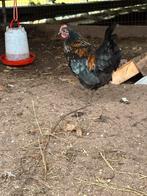 Jonge haan, Dieren en Toebehoren, Mannelijk, Kip