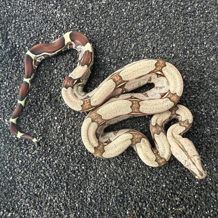 French Guyana Red Tail Boa Constrictor NK25