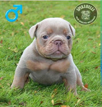 Prachtige Old English Bulldog pups  beschikbaar voor biedingen