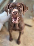 ACE: Odile is een blije en altijd vrolijke dame, Dieren en Toebehoren, Honden | Setters en Staande honden, 6 jaar of ouder, Particulier