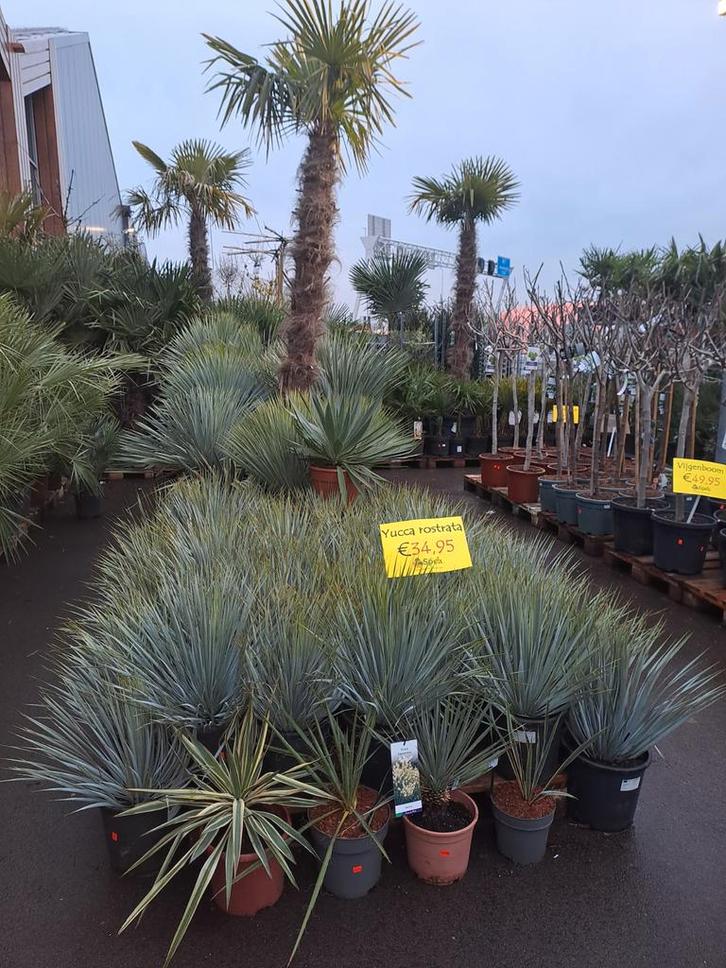 Yucca Rostrata, Olijfbomen & Palmen -, Tuin en Terras, Planten | Tuinplanten, Overige soorten, Volle zon, Ophalen