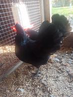 2 hen australorp geringd  kriel 20€, Dieren en Toebehoren, Pluimvee, Vrouwelijk, Overige soorten