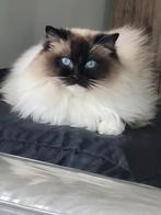 3 Ragdolls op zoek naar een gouden mandje, Dieren en Toebehoren, Meerdere dieren, Gechipt, 3 tot 5 jaar