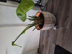 plant + 2 potten, Ophalen, Overige soorten, Minder dan 100 cm