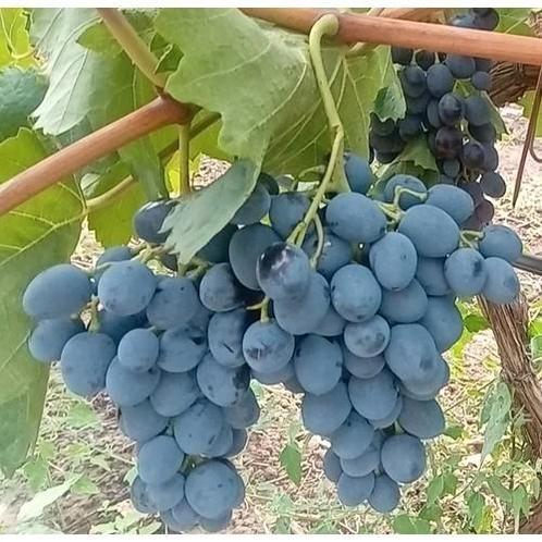 Geënte druif "Sfinks". Ook geschikt voor buiten., Tuin en Terras, Planten | Fruitbomen, Minder dan 100 cm, Ophalen of Verzenden