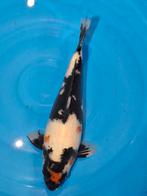 mooie brede showa 36 cm, Dieren en Toebehoren, Karper of Koi