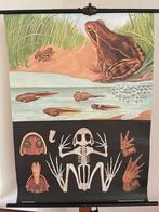 Schoolplaat van de Kikker van Jung-Koch-Quentell, Antiek en Kunst, Antiek | Schoolplaten, Ophalen of Verzenden, Natuur en Biologie