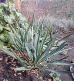 Palmlelie stekken ( Yucca Filamentosa ), Volle zon, Vaste plant, Zomer, Ophalen