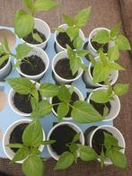 biologische moestuinplantjes peper plantjes stekjes, Ophalen, Volle zon, Groenteplanten, Eenjarig