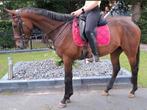 Verschillende brave(manege)paarden en E pony's beschikbaar, Dieren en Toebehoren, Pony's, B, Gechipt, 7 tot 10 jaar, Recreatiepony
