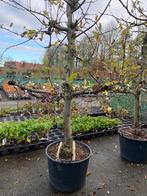 Elstar appelboom volwassen boom van 30 jaar oud, Halfschaduw, Overige soorten, Lente, 100 tot 250 cm