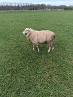 Noordhollander dekram, Dieren en Toebehoren, Mannelijk, Schaap
