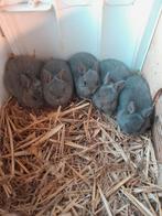 KLEURDWERGEN, DWERGKONIJNEN, KLEUR DWERGEN, DWERG KONIJNEN., Dieren en Toebehoren, Pluimvee, Meerdere dieren, Eend