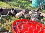 Kuikens, vanaf 1 week oud, boerenkip, sterk en leuk!, Geslacht onbekend, Kip