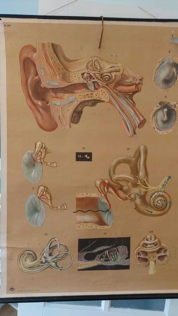Oude medische schoolplaat Oor, Antiek en Kunst, Antiek | Schoolplaten, Natuur en Biologie, Ophalen of Verzenden