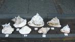 7 Schelpen, Verzamelen, Mineralen en Fossielen, Ophalen of Verzenden, Schelp(en)