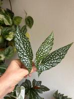 Begonia white ice, 2x verse kopstek, zie advertentie, Ophalen of Verzenden, Halfschaduw, Minder dan 100 cm