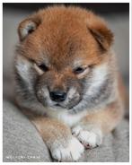 Raszuivere Shiba Inu pups met stamboom, Dieren en Toebehoren, 8 tot 15 weken, Meerdere, Meerdere dieren, Nederland