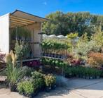 Direct thuis geleverd - haagplanten & coniferen, Ophalen of Verzenden, Conifeer, 100 tot 250 cm