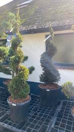 Conifeer en taxus spiraalvorm 1,50 hoog !! Nu 10% korting, Tuin en Terras, Planten | Bomen, Ophalen, Bloeit niet, Halfschaduw