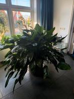 Spathiphyllum, Huis en Inrichting, Kamerplanten, Ophalen, Halfschaduw, Minder dan 100 cm