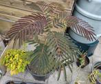 Chocolade Slaapboom - Albizia julibrissin 'Summer Chocolate', Tuin en Terras, Ophalen, Vaste plant, Overige soorten, Volle zon