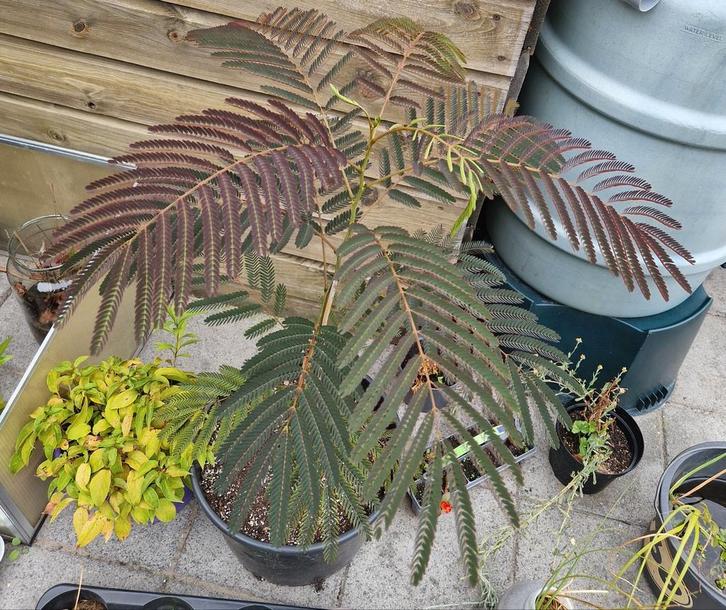 Chocolade Slaapboom - Albizia julibrissin 'Summer Chocolate', Tuin en Terras, Planten | Tuinplanten, Vaste plant, Overige soorten