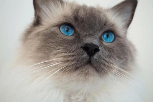Dekkater Ragdoll met garantie, Dieren en Toebehoren, Katten en Kittens | Dekkaters