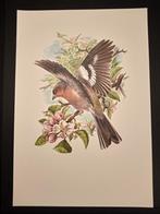 Vink, Verzenden, 1980 tot heden, Zo goed als nieuw, Dier