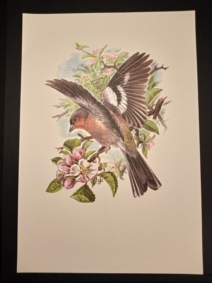 Vink, Verzamelen, Foto's en Prenten, Zo goed als nieuw, Prent, Dier, 1980 tot heden, Verzenden