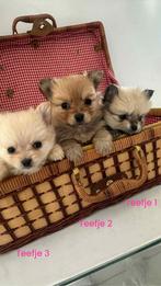 Super mooie pomeriaan teefjes, Dieren en Toebehoren, Overige rassen, 8 tot 15 weken, Teef, Eén hond