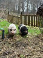 Drie mini varkentjes zoeken een goed huis, Meerdere dieren, Varken