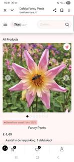 Dahlia knollen, Tuin en Terras, Bloembollen en Zaden, Ophalen, Volle zon, Knol