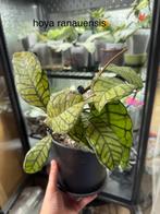 Hoya ranauensis, Verzenden, Halfschaduw, Minder dan 100 cm