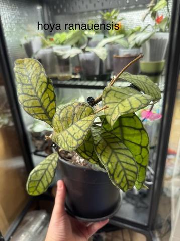 Hoya ranauensis beschikbaar voor biedingen