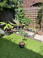 Albizia lophanta slaapboom, Tuin en Terras, Planten | Bomen, Ophalen of Verzenden, Volle zon, Overige soorten, 100 tot 250 cm